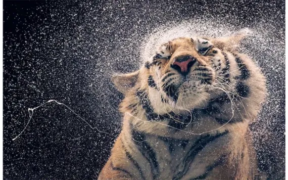 Photo by Tim Flach