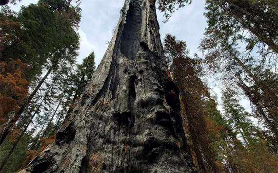 Old sequoia burned several times by fire, but still alive with only one branch
