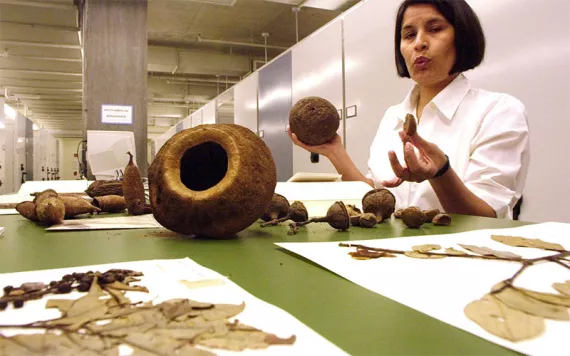 A researcher holds up a Brazil nut.