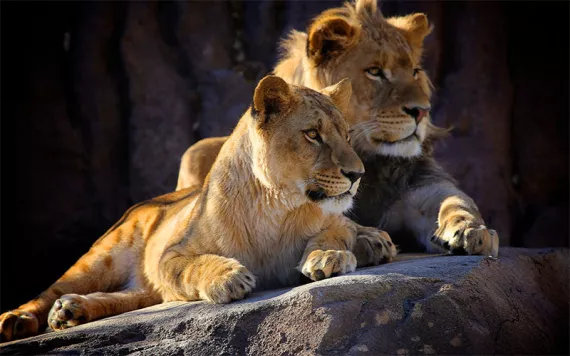 Two young African Lions sit next to each other, in profile, on a rock.