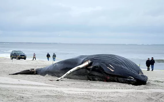 Photo by Seth Wenig, AP File