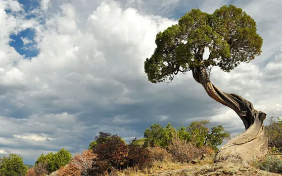 juniper