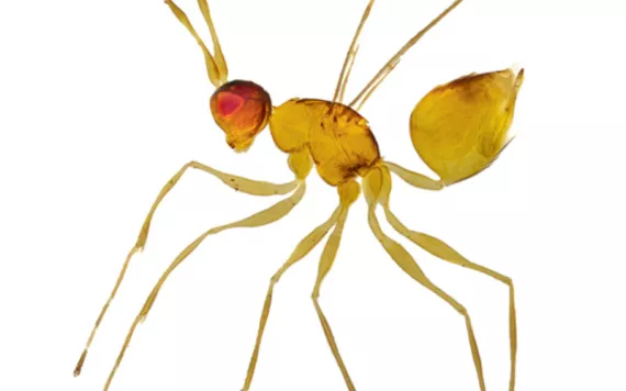 Close-up of a golden-colored fairy wasp from the side
