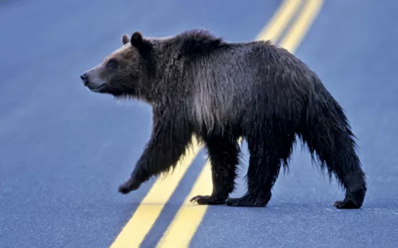 A dark bear walks across a two-lane asphalt highway with a double-yellow line.