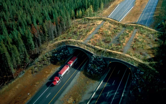 Aerial photo shows two two-lane highways and a curved grassy overpass surrounded by dark-green trees on both sides. A large truck with a red top is coming through a tunnel.