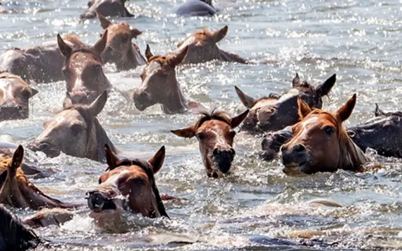 Close-up of the heads of dozens of brown ponies above the water and the top of a boat with a man directing