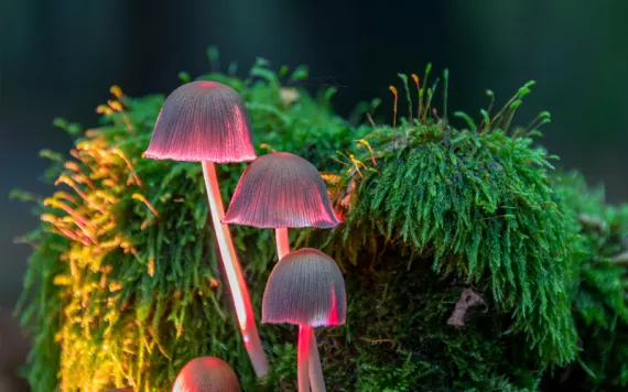 Small green bushes and four pink mushroom-like flowers