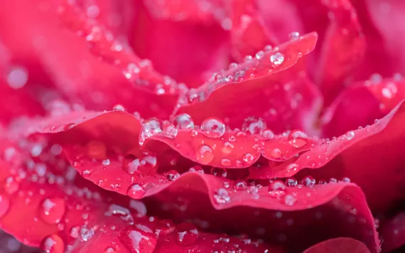 Rose with water drops