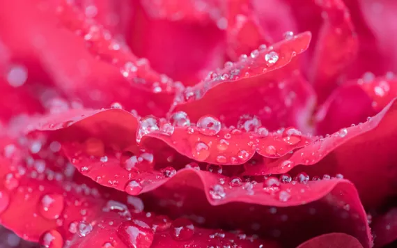 Rose with water drops