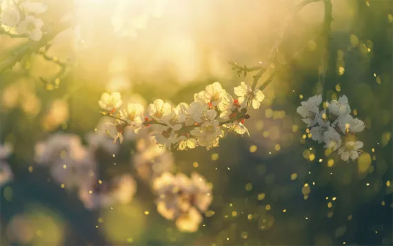 Pollen floating away from flowers. 