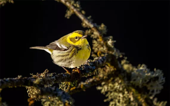 Townsends's Warbler perched on a tree branch in the Willamette Valley of Oregon.