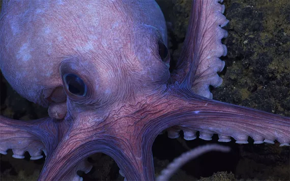 Photo courtesy of National Geographic