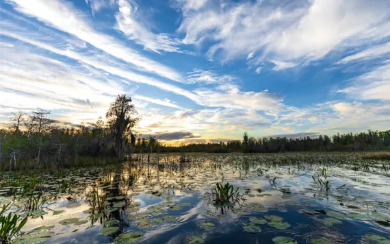 Okefenokee Swamp