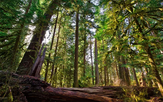 Photo by Bartfett/iStock