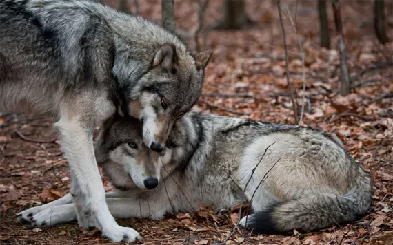 Affectionate gray wolves nuzzling each other on a bed of fall foliage. 