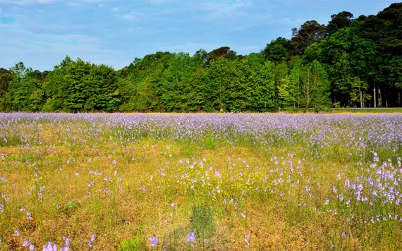 Photo by Joesboy/iStock