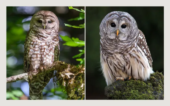 owls