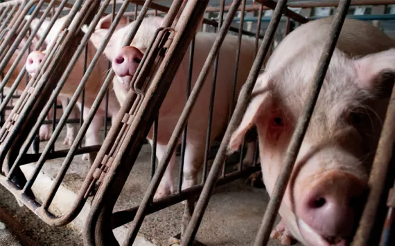 Pink pigs in concrete enclosures look out through metal gates at a CAFO