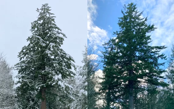 View upward of a large Douglas fir towering over other trees near Jason Mark's house