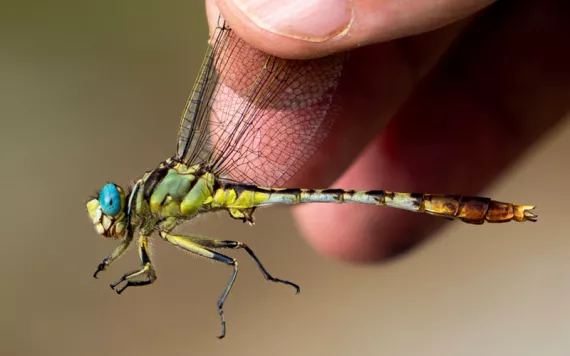 Close-up of a stillwater clubtail with turquoise eyes held by Jim Childress