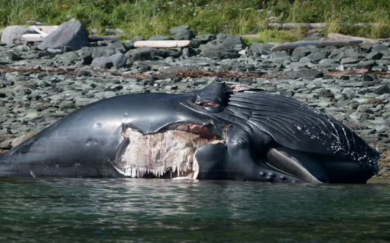 A dead humpback whale with a large gash in its side lies on a rocky beach.