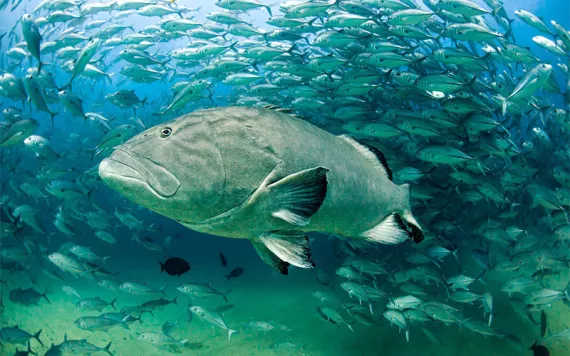 Photo courtesy of Octavio Aburto