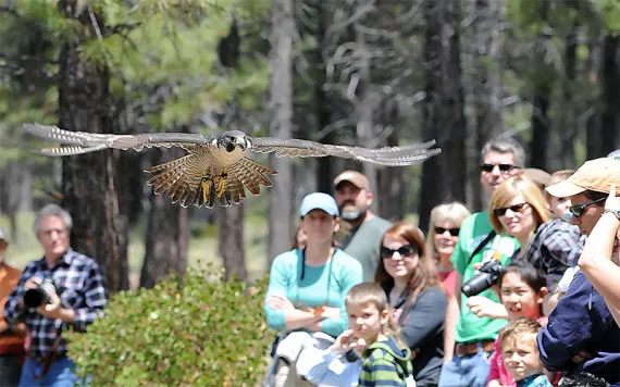 A falcon soars over a crowd of people