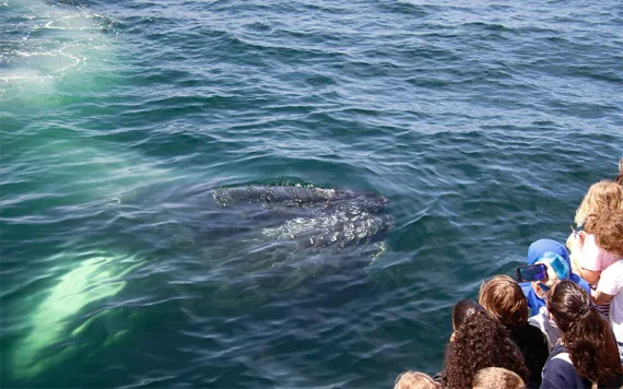 whale watching