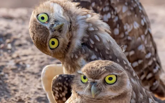 Photo by Jack Dykinga/Nature Picture Library