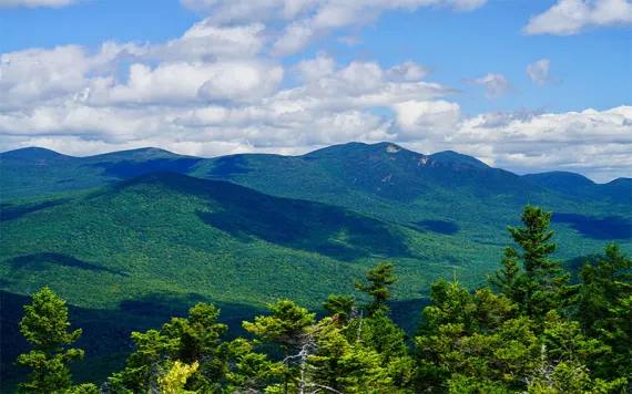 A view of the Sandwich Range Vegetation Management Project area in New Hampshire's White Mountains National Forest. 