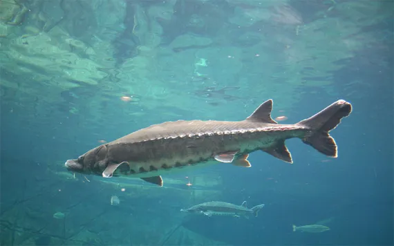 Atlantic Sturgeon swimming into view. | Photo by cezars/Getty Images