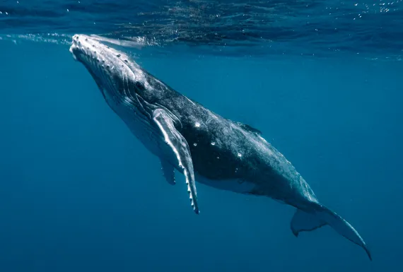 Humpback whale