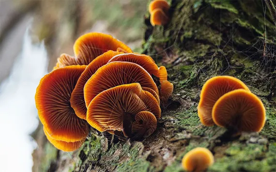 Neon orange fungi growing on the side of a moss-covered tree truck. 