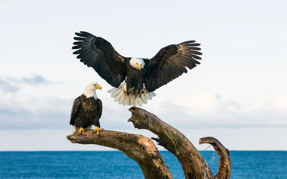 Bald eagle (Haliaeetus leucocephalus) landing in dead tree, Homer, Alaska Photo by Josh Miller/Getty Images
