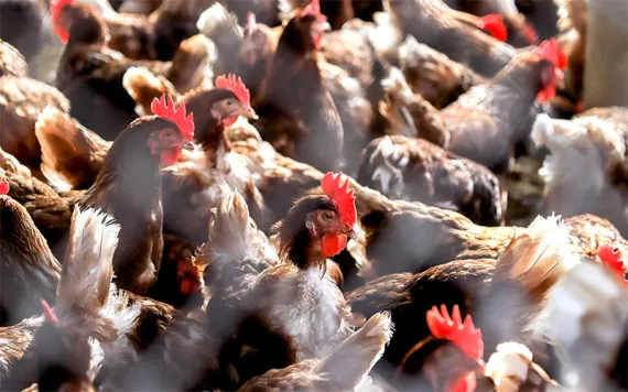 A densely packed group of chickens. 