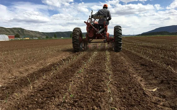 Photo Courtesy of Mountain Roots Produce