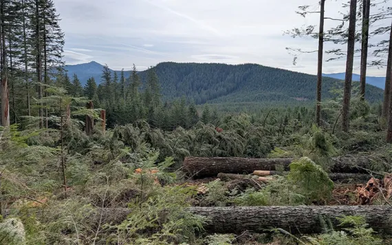 A lush forest in Washington ruin by logging, with deadfall in the foreground.