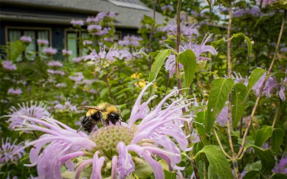 Photo by Anne Readel