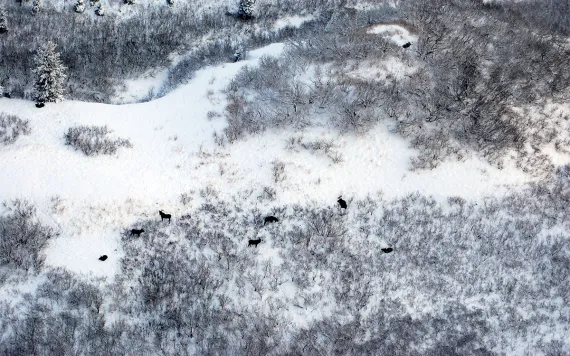 An aerial shot of moose against a backdrop of snow