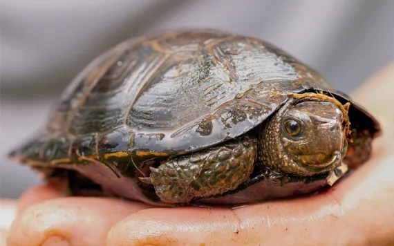 bog turtle
