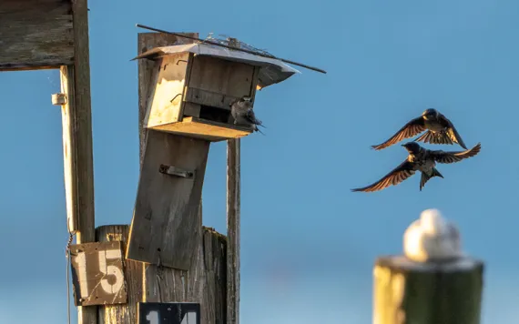 Two purple martins are sitting on makeshift wooden bird boxes (labeled 14 and 15) attached to a piling, and two birds are flying nearby against a blue sky.