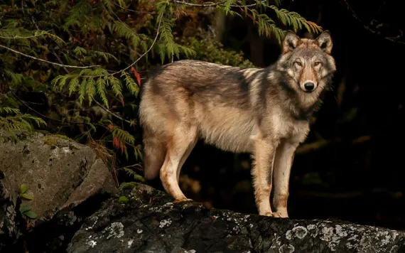 A beige and brown wolf stands on a rock next to a tree at night