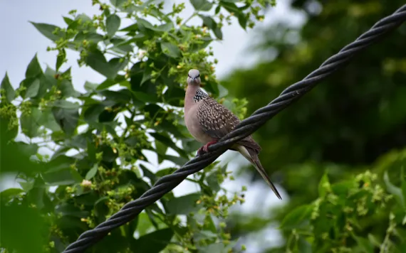 A dove sits on a black metal braided wire next to a tree