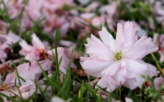 Close-up of cherry blossoms on the ground in grass