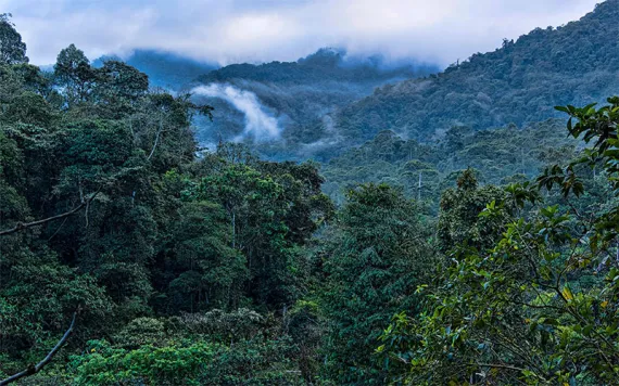 A verdant cloud forest in Ecuador with clouds rising in the background