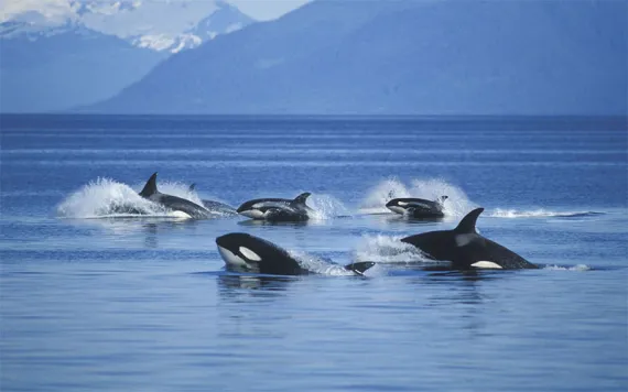 Pod of Killer Whales in Frederick Sound. | Photo by Ron Sanford/Getty Images