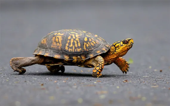 A male Eastern Box Turtle moves across a path at Wildwood Lake Sanctuary in Harrisburg, Penn