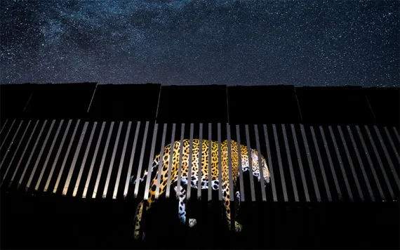 Under a luminous, star-studded Arizona sky, Alejandro Prieto projects the image of a Jaguar onto a section of the US–Mexico border fence to symbolise ‘the jaguar’s past and its possible future presence in the United States. If the wall is built, it will destroy the jaguar population in the United States. 