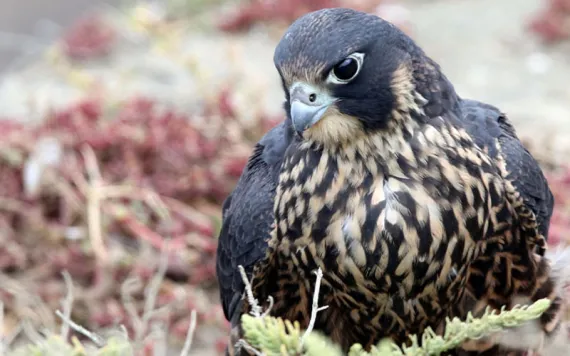 Photo by Maureen P Sullivan/Getty Images