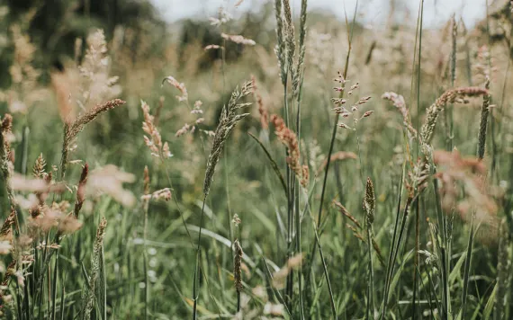 A closeup of tall grasses